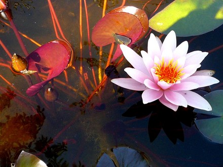 Nice pic of lily in large pond. (Nymphaea alba (Nenufar Blanco))