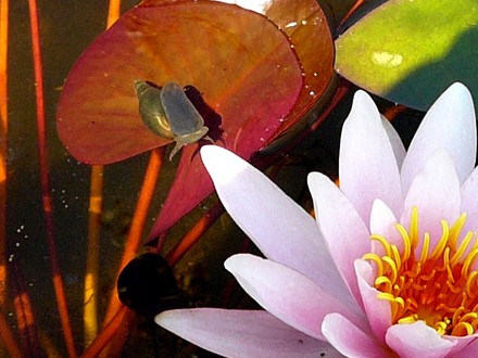 Can you see the water snail swimming towards the lily? (Nymphaea alba (Nenufar Blanco))