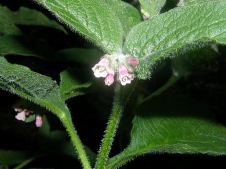 comfrey (Symphytum)