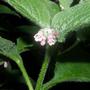 comfrey (Symphytum)