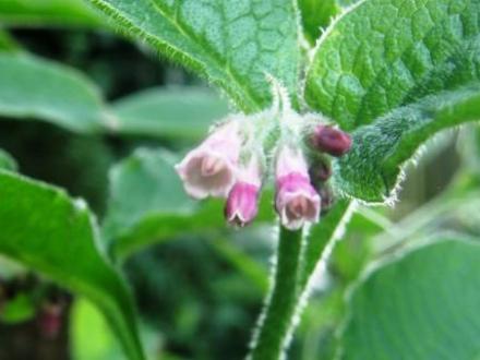 comfrey (Symphytum)