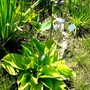 Flowering Hosta in bog garden (Hosta fortunei (Plantain lily))