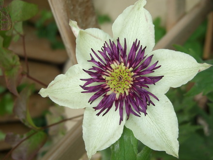 Clematis florida var. sieboldiana (Clematis florida var. sieboldiana)