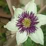 Clematis_florida_var