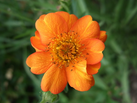 Geum 'Princess Juliana' (Geum 'Princess Juliana')