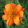 Geum 'Princess Juliana' (Geum 'Princess Juliana')