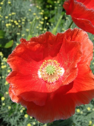 A wild Poppy growing in a border.