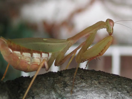mantis