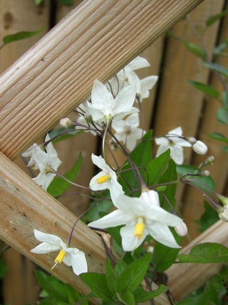 First flowers on my Solanum laxum! (Solanum laxum)
