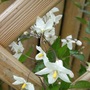 First_solanum_flowers