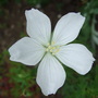 Geranium sanguineum