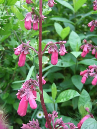 Phygelius 'New Sensation' (Phygelius 'New Sensation')