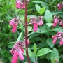 Phygelius__new_sensation_