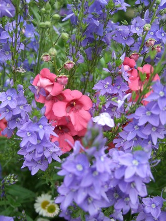 Veronica and Diascia. (Veronica 'Crater Lake Blue')
