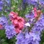 Veronica_and_diascia