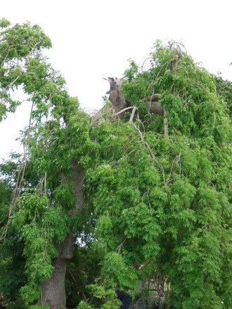 Branch fell off. (Fraxinus excelsior (Common Ash) pendula)
