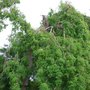 Branch_fell_off