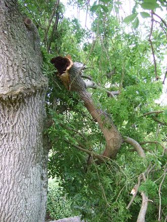 Part of the branch. (Fraxinus excelsior (Common Ash) pendula)