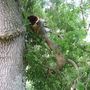 Part_of_the_branch