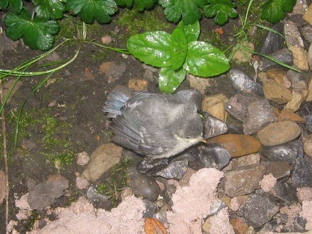 Fledgling Blue Tit