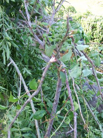 Squashed Prunus. (Prunus mume)