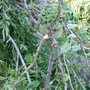 Squashed_prunus