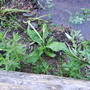 Stream bank plants uncovered.