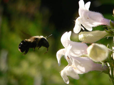 Foxglove Beardtongue and Bee (Penstemon digitalis (Foxglove Beardtongue))