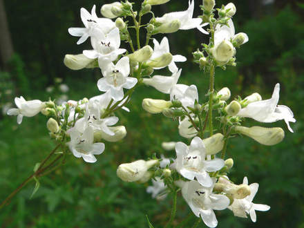 Foxglove Beardtongue (Penstemon digitalis (Foxglove Beardtongue))