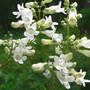 Foxglove_beardtongue_group_6-07-08_exc_sm