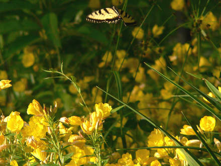 Sundrops With Tiger Swallowtail (Oenothera fruticosa (Sundrops))