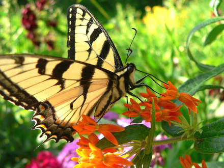 Tiger Swallowtail Finds Butterfly Weed (Asclepias tuberosa)