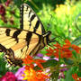 Tiger_st_bf_weed_exc_6-11-08_med