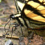 Tiger_st_prob_close_exc_6-10-08_exc_med