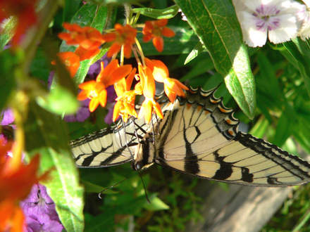 Upsidedown (Asclepias tuberosa)