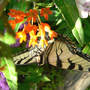 Tiger_st_upsidedown_6-11-08_exc_med