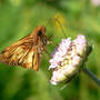 Male Zabulon Skipper (Scabiosa columbaria (Driakiew))