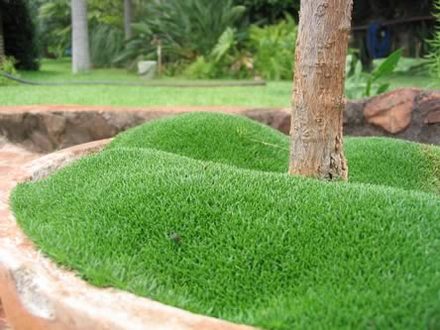 moss in a pot