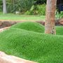 moss in a pot