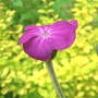 Lychnes (Lychnis)