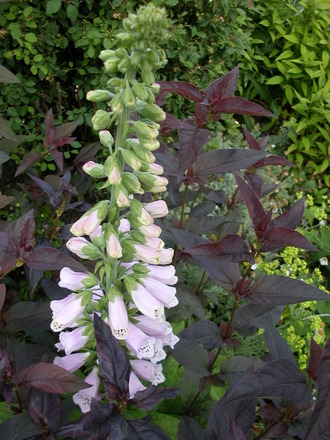 summer border 1