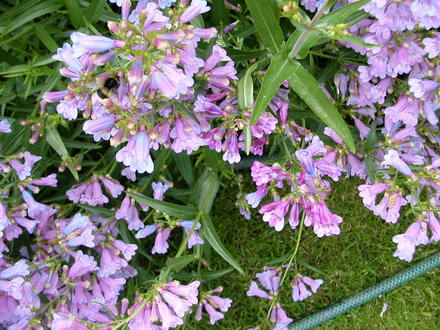 summer border 3