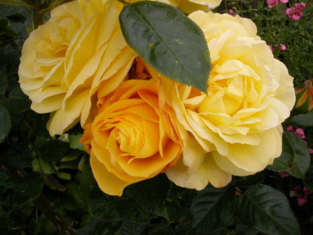 rose 