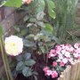 collection of bloom