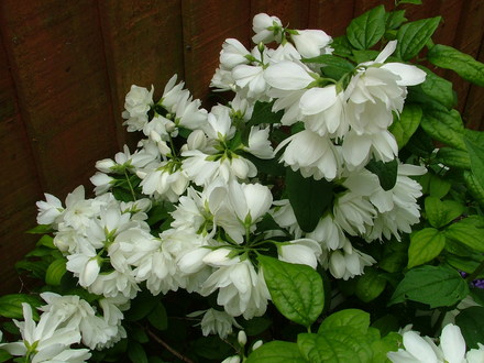 mock orange(not sure)