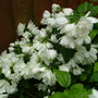 Imported_photos_00148