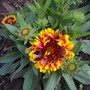 Gaillardia 'Fanfare' (Gaillardia 'Fanfare')