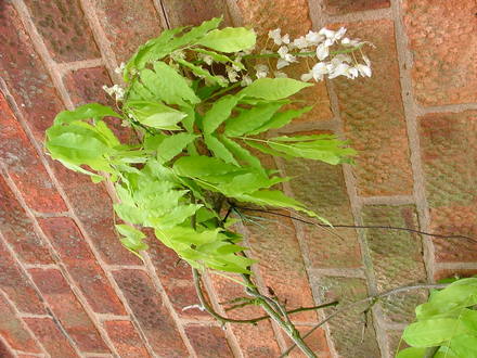 wisteria albas