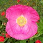 Papaver rhoeas (Corn poppy)