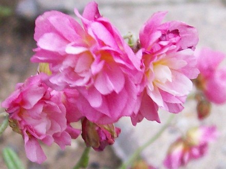 A garden flower photo (Helianthemum apenninum)